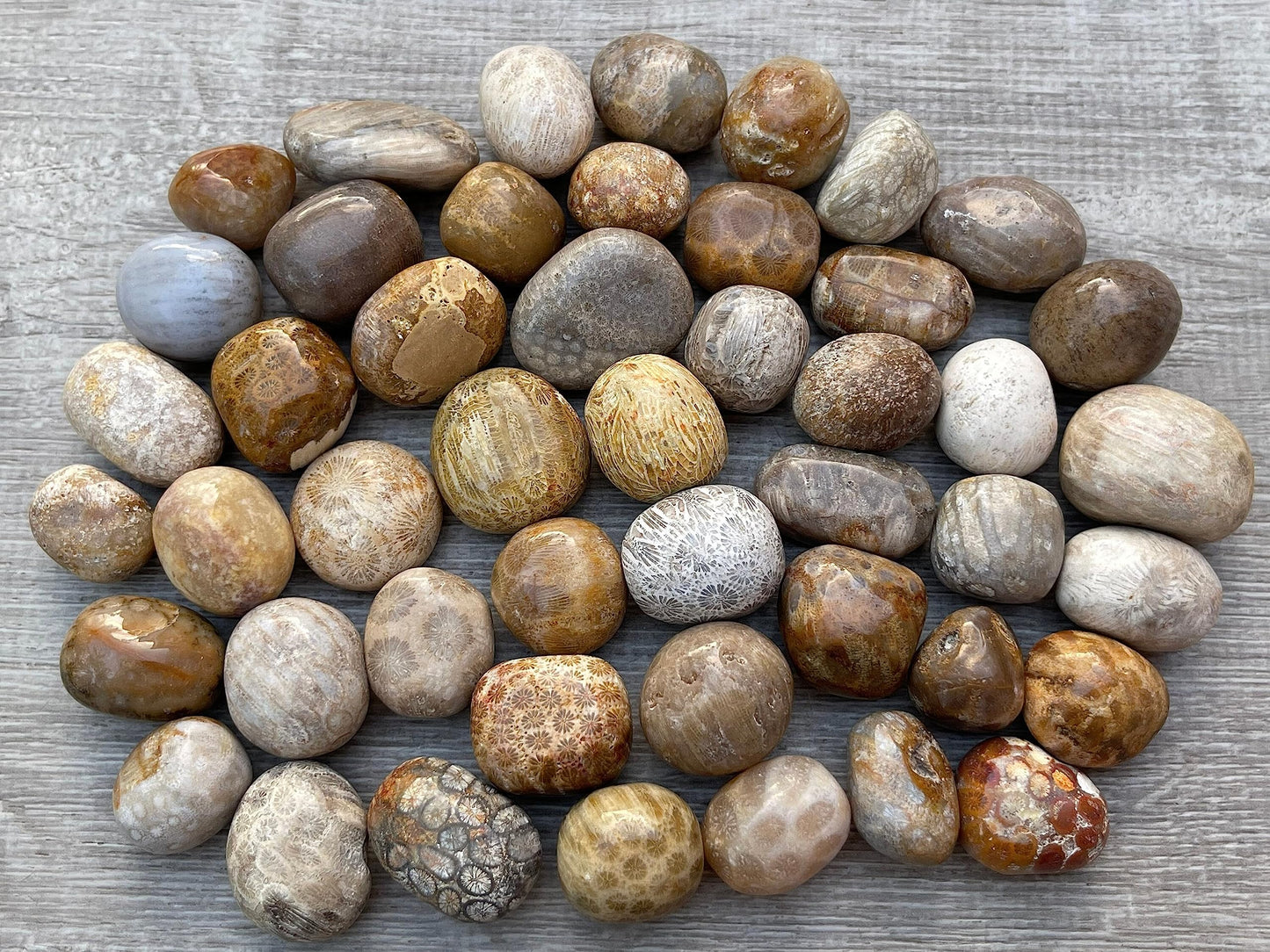 GAF TREASURES Wholesale Fossil Coral Tumbled Stones, Polished Natural Fossil Coral Gemstone, Fossil Coral Polished Rocks (Fossil Coral, 0.25 Pound)