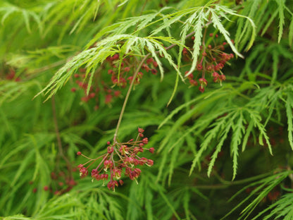 Weeping Green Laceleaf Japanese Maple Viridis - 3 Year Live Plant