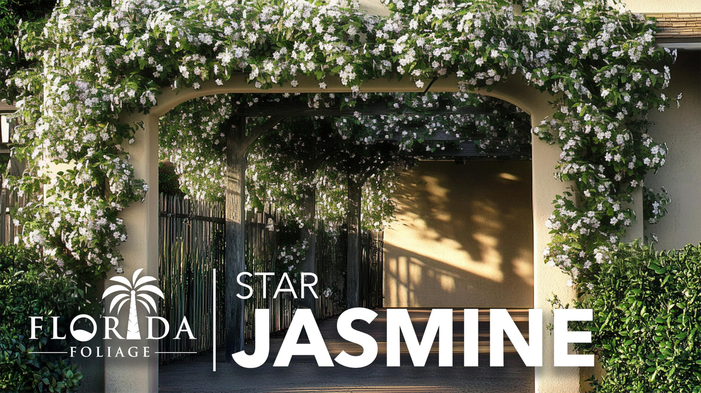 Star Confederate Jasmine | 1 Large Trade Gallon Size Plant | Trachelospermum jasminoides | Flowering Vine Plants | Evergreen Ground Cover for Landscaping