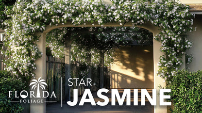 Star Confederate Jasmine | 1 Extra Large Trade 3 Gallon Plant | Trachelospermum jasminoides | Flowering Vine Plants | Evergreen Ground Cover for Landscaping