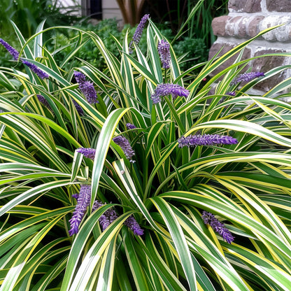Variegated Liriope | 9 Live 4 Inch Pots | Liriope Muscari Variegata | Ornamental Ground Cover Plants | Evergreen Foliage