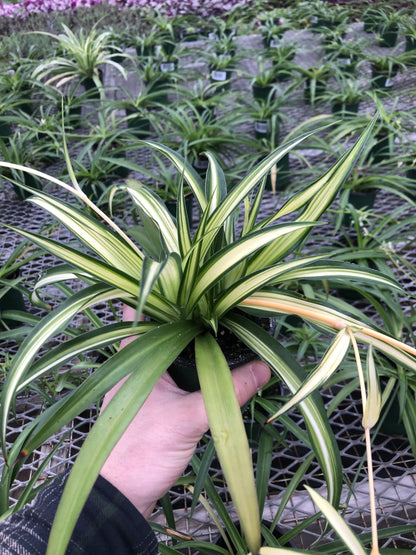 Generic Hawaiin Spider Plant ~ Variegated Green and White ~ Live Large Plant for Home or Office