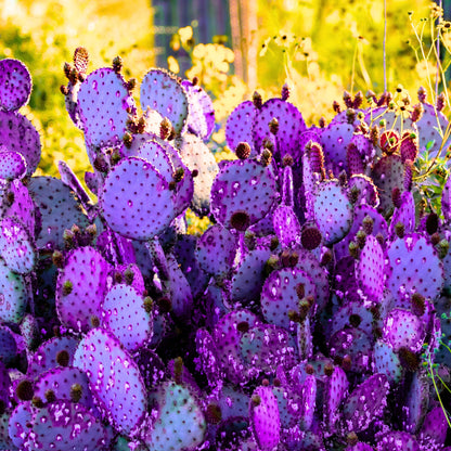 Live Purple Prickly Pear Cactus Plant for Planting, 8 Months Old, 4 to 6 Inch Potted Cactus Plant, Hardy Succulent for Home or Garden