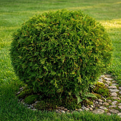 2 Live Mr Bowling Ball Arborvitae Plants, 4-6" Tall in Quart Pot, Low Maintenance, Hardy, Decorative Evergreen Trees Live Plants for Garden, Pathways & Landscape
