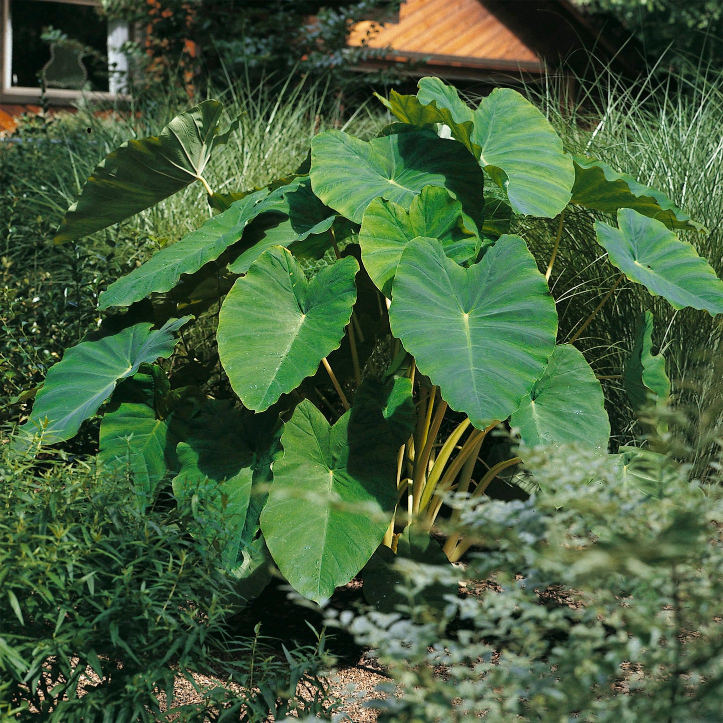 Garden State Bulb Giant Colocasia Elephant Ear Bulbs, 11/13 inches, Spring Planting (Bag of 3)