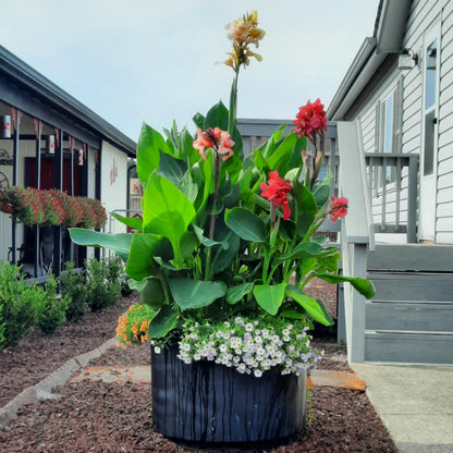 Chinese Coral Canna Lily Bulb – Large Coral Pink Blooms, Bluish Green Foliage, Rare Limited Variety, Zones 3–9, 3–4 Ft Tall, Summer Rhizome, 1 Bulb
