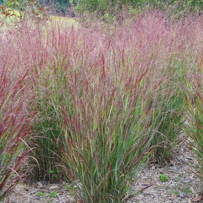 Van Zyverden Ornamental Grass Red Switch Grass One 3.25" Dormant Potted Plant