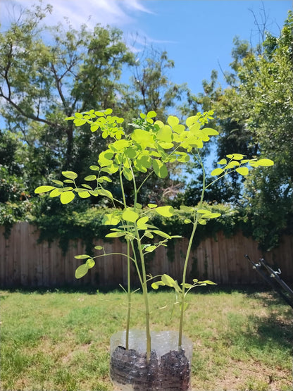 Generic Moringa Trees 3 Live Moringa Plants with Moringa Seeds - Organically Grown - Non-GMO - Miracle Tree - Moringa Oleifera - Herb, Green