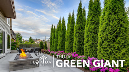Thuja Arborvitae Green Giant - 5 Live Quart Size Plants - Evergreen Privacy Trees