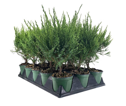 Sea Green Juniper - 3 Live 4 Inch Pots - Juniperus Chinensis - Drought Tolerant Cold Hardy Evergreen Border Screening Plant