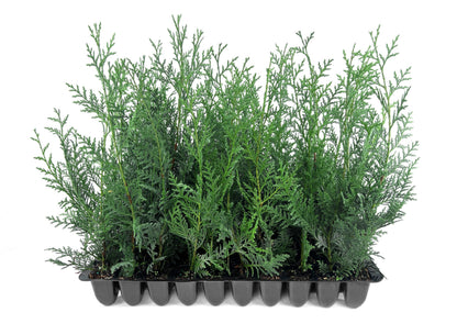 Leyland Cypress | 20 Live Plants | Cupressus × leylandii | Fast Growing Evergreen Trees | Privacy Hedge Plants for Landscaping