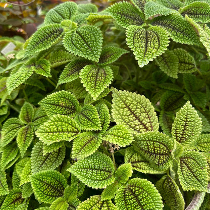 Pilea Moon Valley | Live Plant for Indoor & Outdoor | for Living Room, Office, Bathroom | (4" Pot)