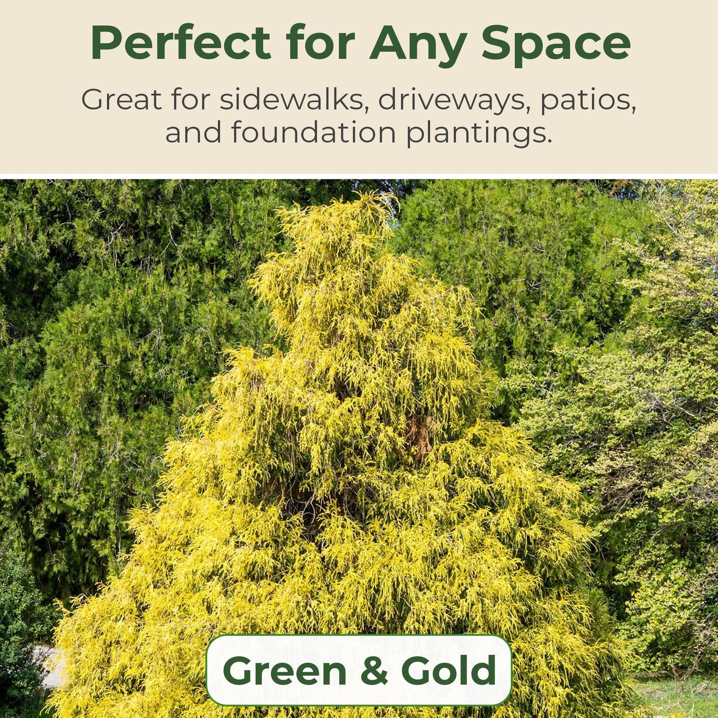 Gold Mop Cypress Shrub - Low Maintenance Plant - Grows Upto 5' x 5' - Thrives in Full Sun in 3 Gal Grower Pot - Golden Evergreen Plant for Landscaping, Sidewalks & Driveways