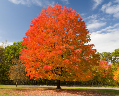 2 Sugar Maple Trees (Acer Saccharum) Live Plants – Brilliant Fall Color, Hardy Shade Tree, Perfect for Landscapes & Yards (2 Live Trees)