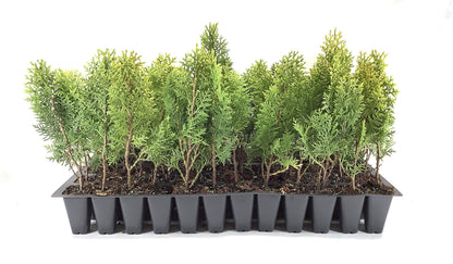 Berkman's Gold | 10 Live Plants | Thuja Orientalis | Evergreen Privacy Hedge, Fast Growing Conifer, Low Maintenance Landscaping, Ornamental Foliage, Year-Round Color, Dense Growth, Drought Tolerant