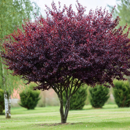 2 Purpleleaf Sand Cherry Shrubs/Trees - 18-24" Tall Live Plants - Purple Leaf Cistena Plum Bushes - Prunus x cistena - (2 Pack)