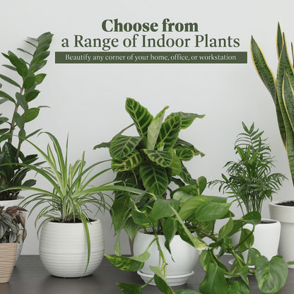 American Plant Exchange Snake Plant – Large 10-Inch Pot Green Sansevieria Zeylancia, Low-Maintenance, Air-Purifying Live Houseplant for Home, Office, or Outdoor Patio Garden Décor
