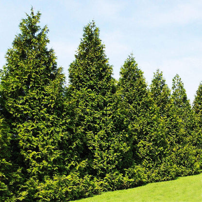 Thuja Plicata 'Green Giant' Arborvitae - 1 Quart Size Plant - Live Evergreen Privacy Tree