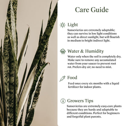American Plant Exchange Snake Plant – Large 10-Inch Pot Green Sansevieria Zeylancia, Low-Maintenance, Air-Purifying Live Houseplant for Home, Office, or Outdoor Patio Garden Décor
