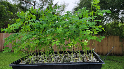 3 Moringa Plants with Free Moringa Seeds - Live Moringa Tree - Moringa Oleifera Plant - Moringa Tree - Drumstick Tree - Miracle Tree - Established Roots - Non-GMO - Organic - Moringa Plants - Herbs