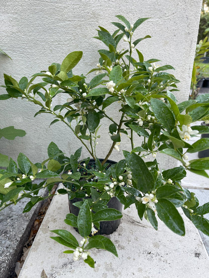 1 Live Citrus Plant, 1 to 2 ft Tall, 1 Gallon Pot, Fragant Smell with Blooming Flowers or Fruits - Cannot Ship to CA, TX, AZ, LA, HI (Key Lime)