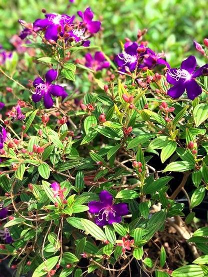 Tibouchina Dwarf Princess | 10 Live Plants | Tibouchina Urvilleana | Purple Blooms, Flowering Shrub, Tropical Evergreen, Patio Accent, Low Maintenance, Fast Growing, Garden Landscaping