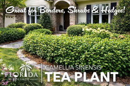Camellia Sinensis Tea Plant | 1 Live 4 Inch Plant | Hedge Bush, Black, White & Green Tea Leaves, Indoor Outdoor Gardening, Aromatic Evergreen, Full Sun Shrub, Home Brewing