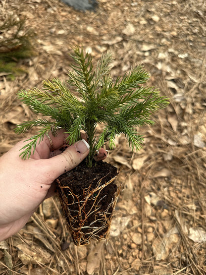 Cryptomeria Japonica 'Globosa Nana' (3 Gallon)