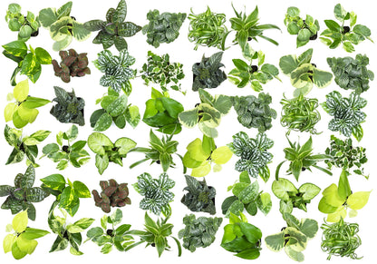 Easy to Grow Houseplants (48 Pack) Live House Plants in Plant Containers, Growers & Easy to Grow Houseplants (Pack of 6), Live House Plants in Containers, Growers Choice Plant Set in Planters
