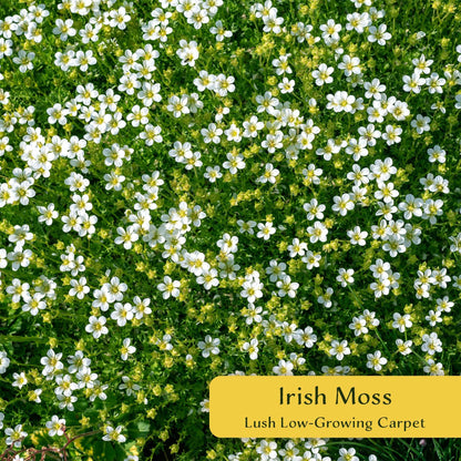 3 Irish Moss – Soft Evergreen Mossy Groundcover with White Spring Flowers for Rock Gardens & Pathways (Sagina subulata) in 2.5″ Cubes, Live Plants