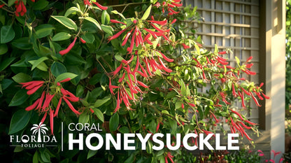 Coral Honeysuckle | 3 Live Plants | Lonicera Sempervirens | Attracts Hummingbirds, Red Trumpet Flowers, Fast Growing Vines, Low Maintenance, Long Blooming Season, Garden Climbing Vine