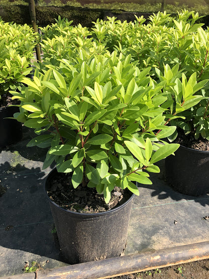 Illicium 'Florida Sunshine' (1 Gallon)