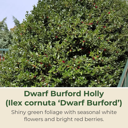 Holly Dwarf Burford Shrub – Compact Upright Evergreen Holly w/Small Showy White Flowers & Bright Red Berries for Formal Hedges & More - Grows Up to 10 ft in 3 Gal Grower Pot, USDA Zones 7–9, 1-Pack