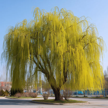 2 Weeping Willow Trees - 24-36" Tall Live Plants - Fast Growing Shade Trees - Salix Babylonica - (2 Pack)