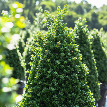 Perfect Plants Steeds Holly Bush 1 Gallon | Tall Evergreen Shrub in Growers Pot for Privacy Shield or Landscape Interest.