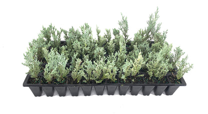 Moonglow Juniper - 20 Live Trees - Juniperus Scopulorum