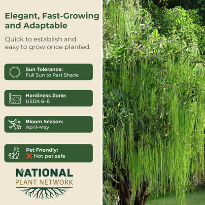 Weeping Willow Live Deciduous Shade Tree w/Graceful Draping Branches Grow Up to 50 ft in 3 Gal Grower Pot – Outdoor Landscape Tree for Yards & Gardens, Full Sun to Part Shade, Zones 6–8, 1-Pack