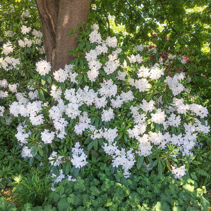 GARDENS ALIVE! - Chinoides White Flowering Rhododendron Broadleaf Evergreen Starter Shrub, One Plant per Offer