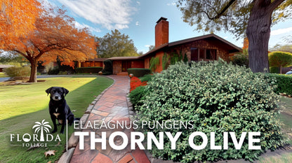 Elaeagnus Pungens I 10 Live Plants I Thorny Olive I Hardy Evergreen Shrub with Fragrant Blooms, Perfect for Hedges, Screening & Ornamental Garden Display