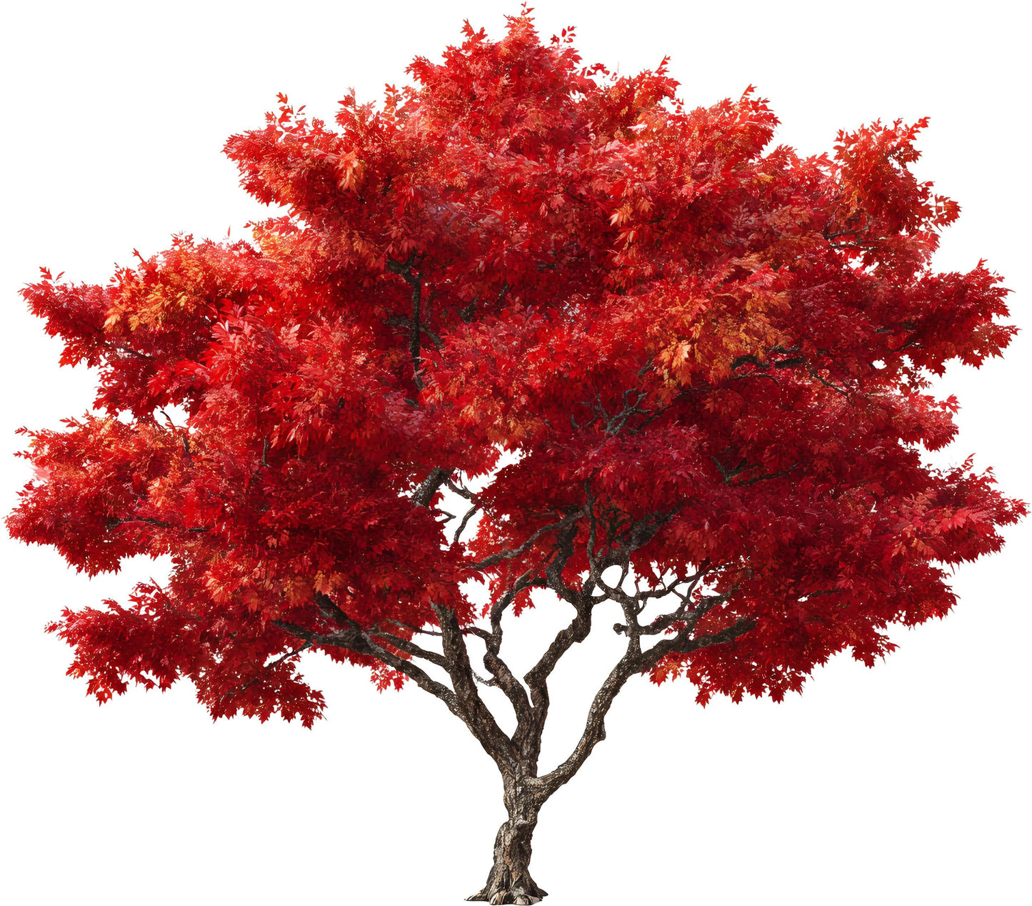 2 Red Maple Tree Plants for Growing | Live Tree Seedlings Ready to Plant