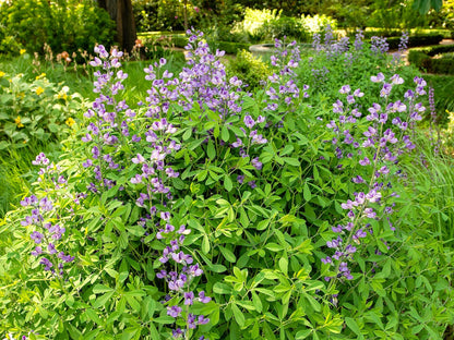 Greenwood Nursery: Live Perennial Plants - Blue False Indigo + Baptisia Australis - [Qty: 2X Pint Pots] - (Click for Other Available Plants/Quantities)