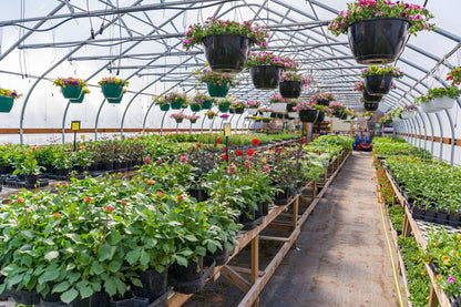 ZZ Plant | Live Plant for Indoor & Outdoor | for Living Room, Office, Bathroom | (4" Pot)