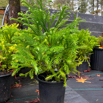 Cryptomeria Globosa Nana – Dwarf Evergreen Shrub, Compact Globe-Shaped Foliage, Hardy Live Plant for Garden & Landscape (3 Gallon/Potted/Set of 2 Plants)