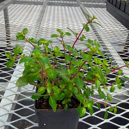 Fuchsia Lottie Hobby, Miniature Container Plant, Houseplant, Long Bloom Period and Profuse Flowering on Sun Loving Perennial for Indoors or Outdoors, Container Size: 3" (2.6x3.5)