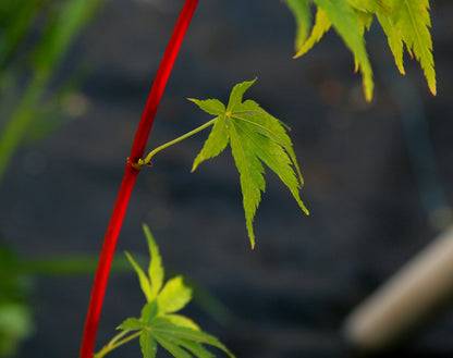 Coral Bark Japanese Maple Acer palmatum Sango Kaku 3 -Year Live Plant Brilliant Red Bark is Bright red, Year Round Beauty with a Spectacular Range of Leaf Color
