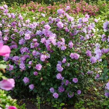 2 Purple Ardens Rose of Sharon Hibiscus (Althea) Shrubs - 10-16" Tall Live Plants - Flowering Bush/Tree Seedlings - Hibiscus syriacus - (2 Pack)