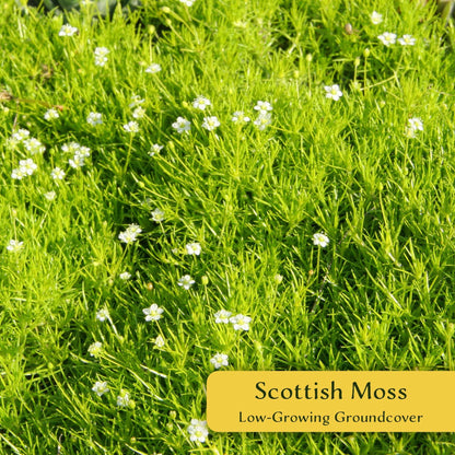 3 Scottish Moss – Soft Golden Evergreen Groundcover for Rock Gardens, Pathways & Containers (Sagina subulata ‘Aurea’) in 2.5″ Cubes, Live Plants