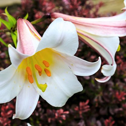 Easy to Grow Trumpet Lily 'Big Band Collection' Large Plant Bulbs (4 Pack) - Mixed Colors, Tall Fragrant Flowers in Summer Gardens