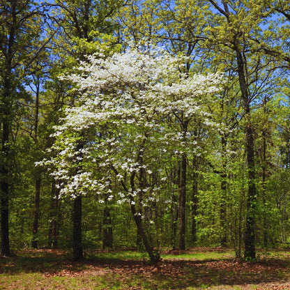 2 White Dogwood Tree Live Plants Bare Roots, 12 to 18'' Tall, Dogwood Flowering Plant Live