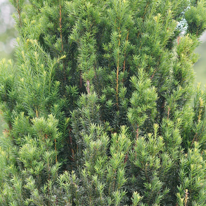 Proven Winners Stonehenge Yew (Taxus x Media) Live Plant, 4.5" Qt, 4 Pack
